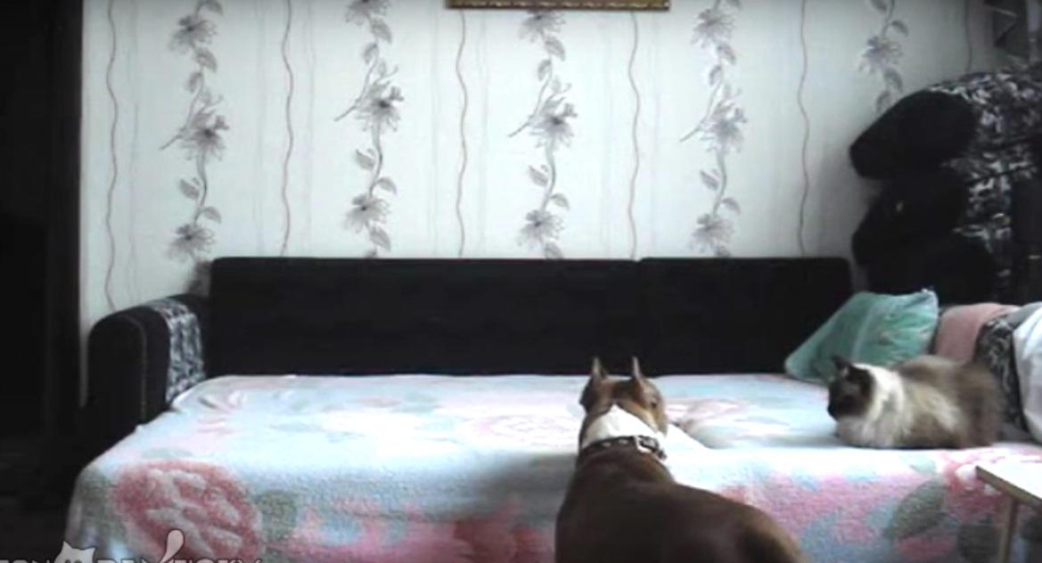 Είπε στο σκύλο του να μην ανέβει στο κρεβάτι και έφυγε, όμως η κρυφή κάμερα καταγράφει ένα βίντεο που «καίει» το κουτάβι!