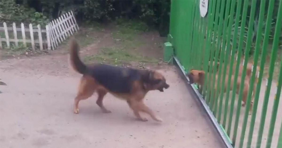 Σκυλιά ορμάνε το ένα πάνω στο άλλο για να τσακωθούν μέχρι που ανοίγει η πόρτα