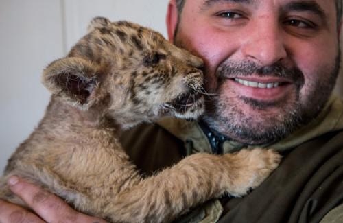 Ο Τσάρος - To σπάνιο και πανέμορφο μωρό από την διασταύρωση μιας τίγρης και ενός λιονταριού