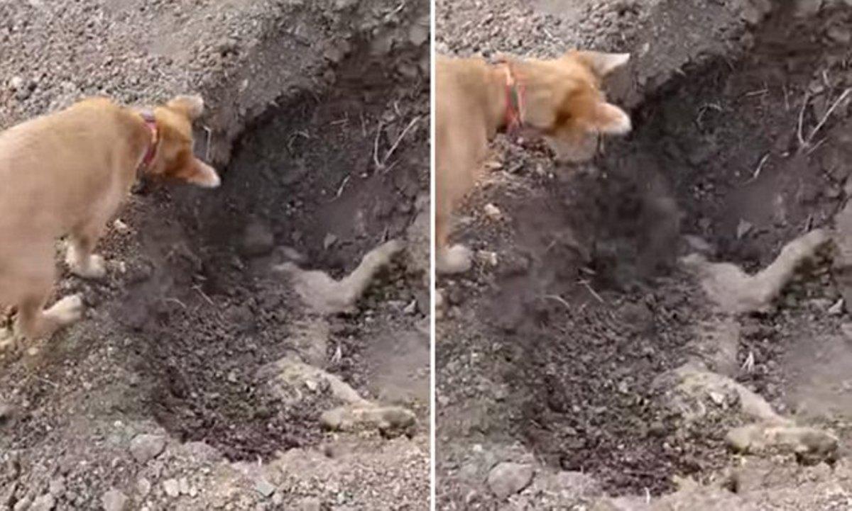 Θα ΔΑΚΡΥΣΕΤΕ.. Σκύλος θάβει στο χώμα το άψυχο κορμί του καλύτερού φίλου του, που τραυματίστηκε από αυτοκίνητο