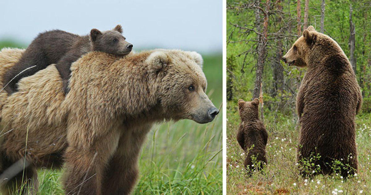 Μαμάδες αρκούδες μαθαίνουν στα μωράκια τους πως να είναι καλές αρκούδες!