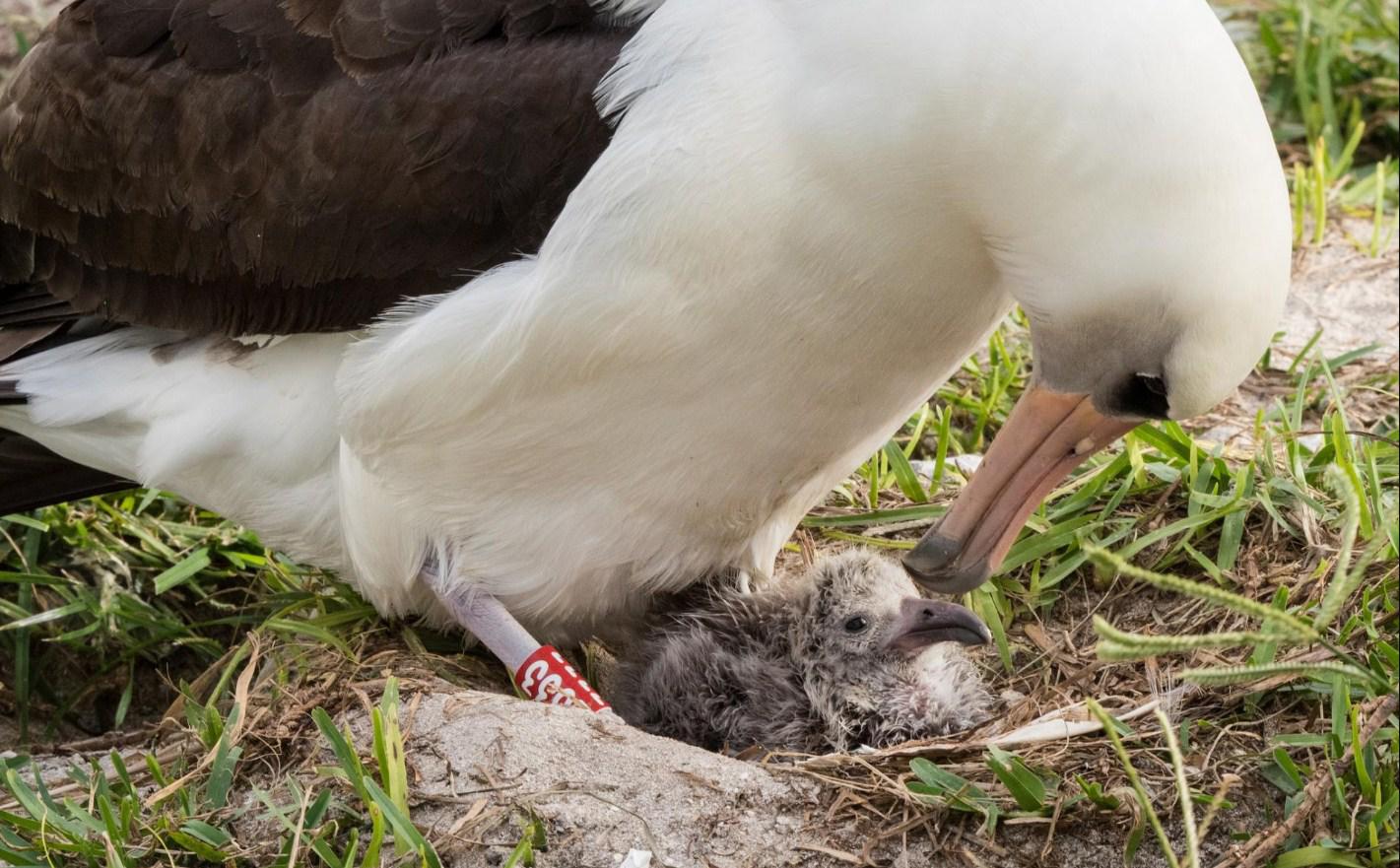 Η «σούπερ-μαμά» της φύσης – Το μεγαλύτερο σε ηλικία πουλί στον κόσμο  έχει και πάλι μωρό στα 66 του