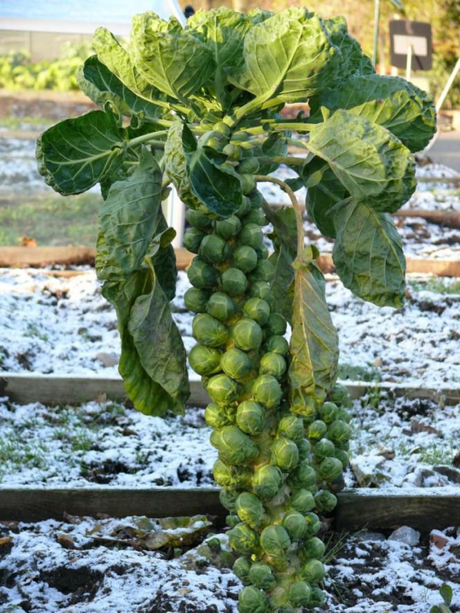 brusselsprouts1-768x1024