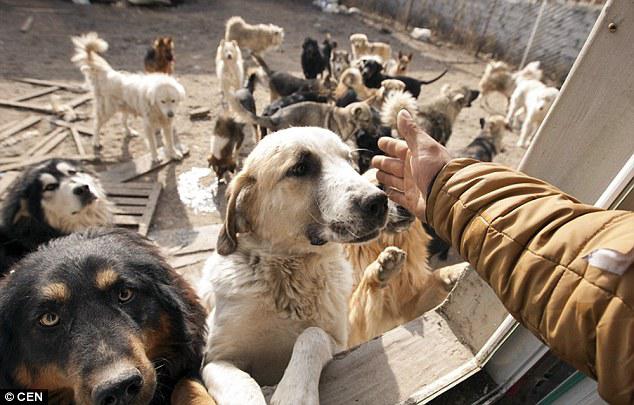 chinese_millionaire_loses_dog_and_rescues_2000_more_4