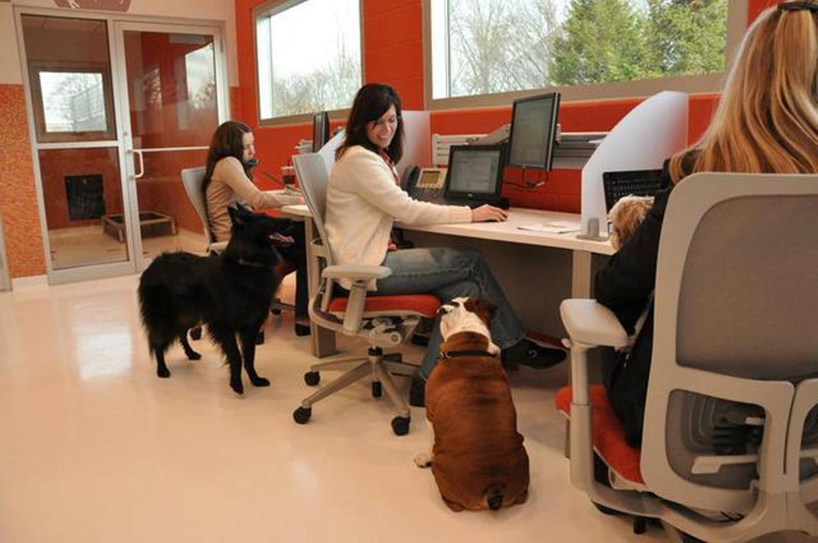 Το έκαναν οι Google και Amazon…Ο σκύλος στη δουλειά αυξάνει την παραγωγικότητα!