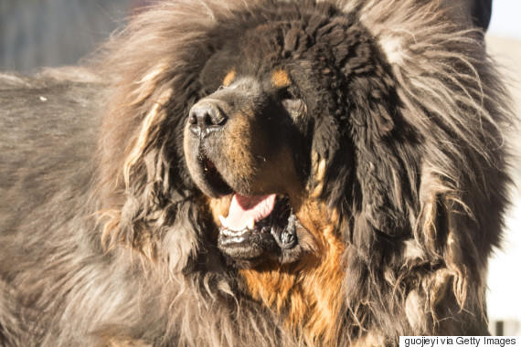 tibetan mastiff