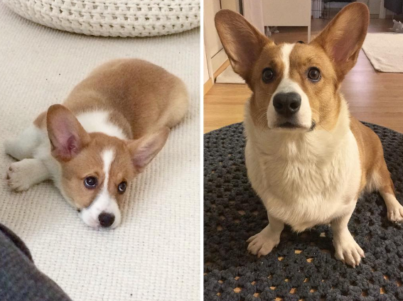 This corgi who still doesn't really fit into those pointy ears.