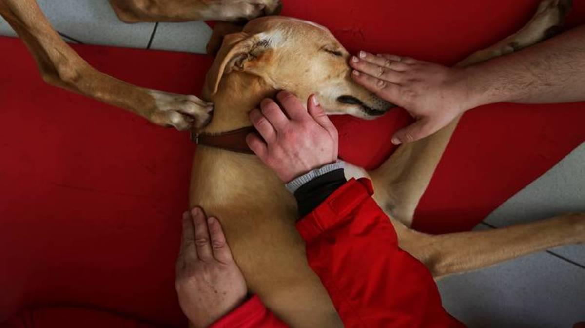 Η αγάπη των σκύλων μας «θεραπεύει» από τα ψυχικά νοσήματα
