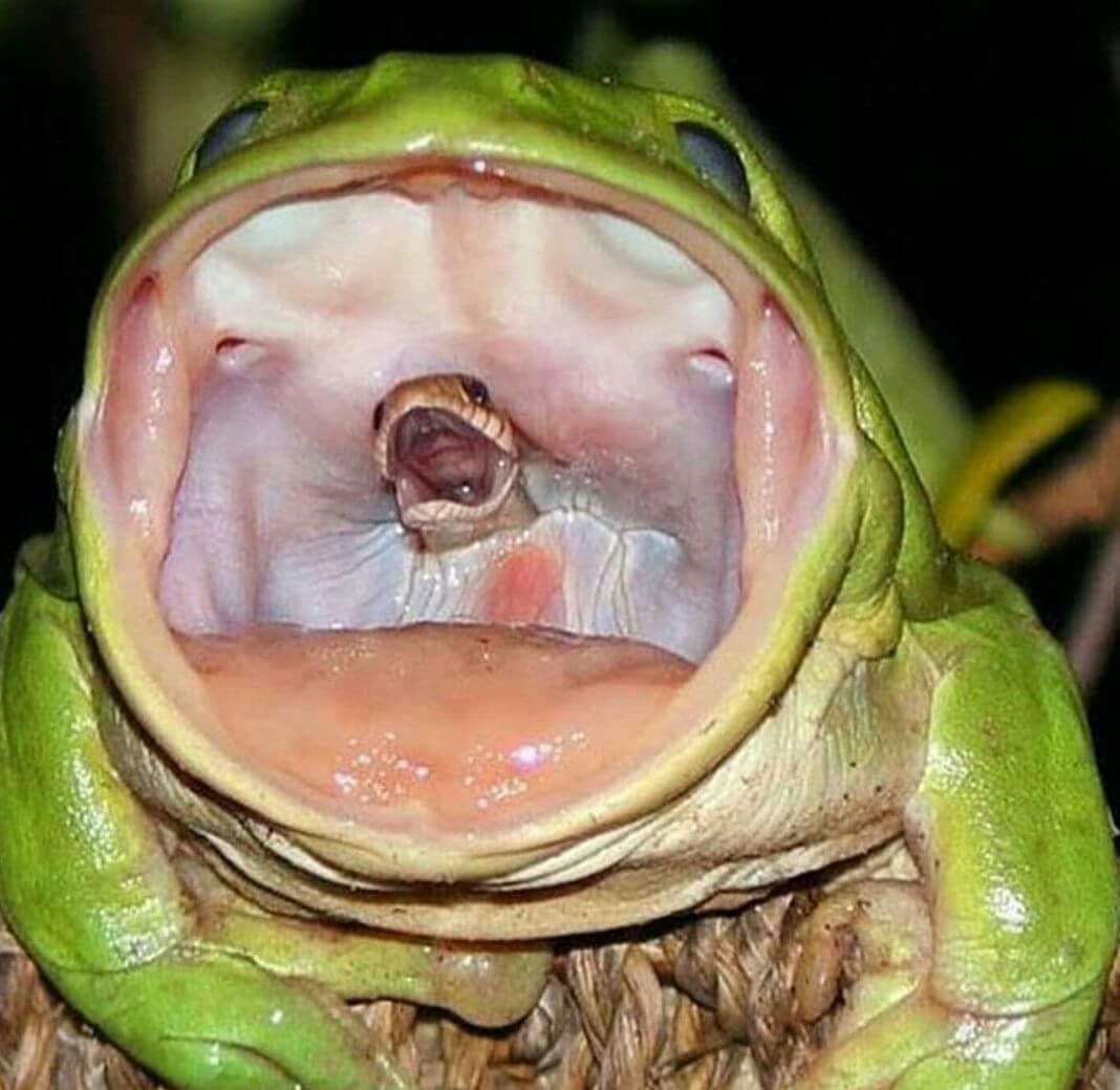 Snake in Frog's Mouth-risegr