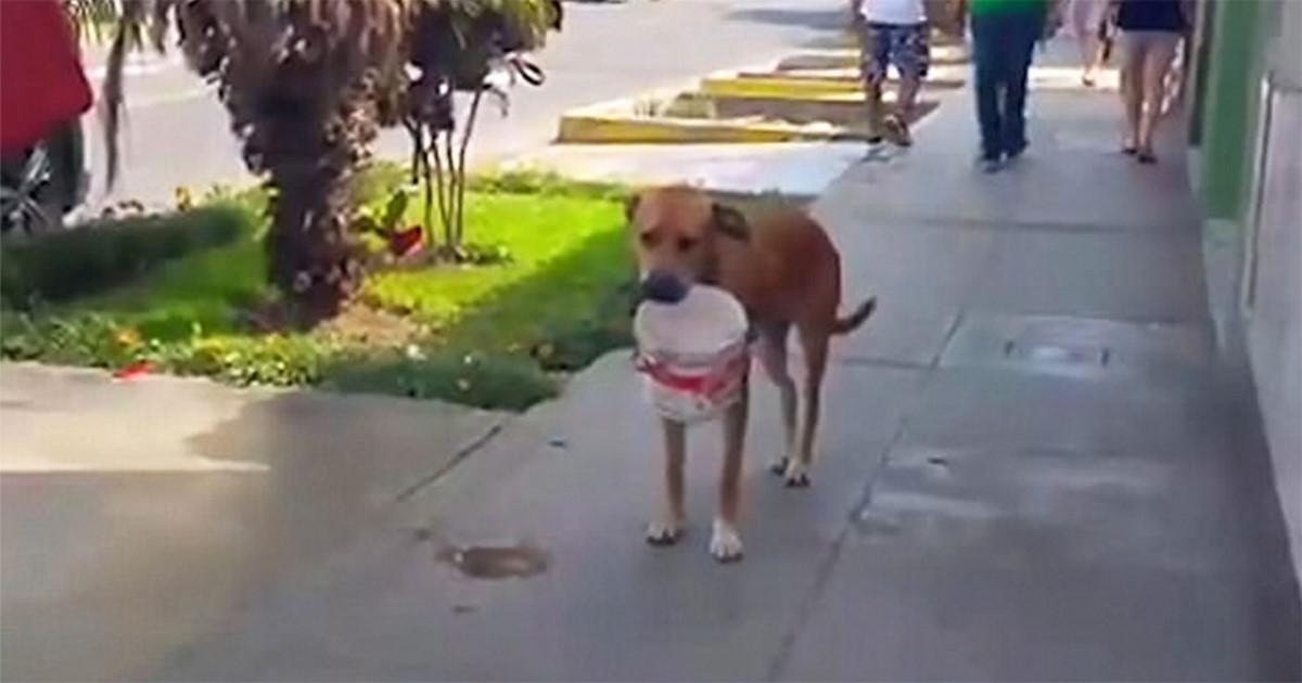 Διψασμένος σκύλος κρατάει έναν κουβά και ζητάει νερό μετά από ξηρασία στο Περού