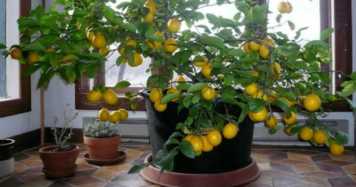 Δείτε πόσο εύκολο είναι να Καλλιεργήσετε τη Δική σας Λεμονιά μέσα στο Σπίτι σας και ΔΕΝ θα ξανά αγοράσετε λεμόνια