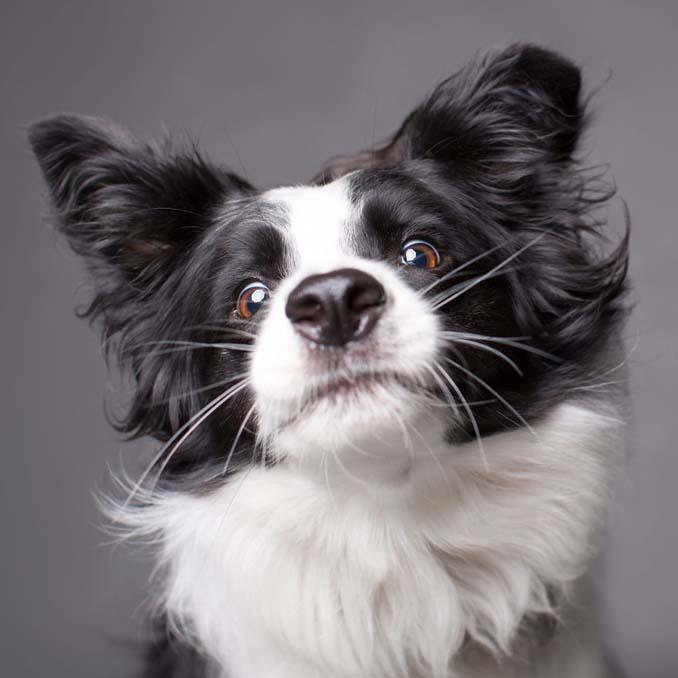 Τα απίθανα πορτραίτα ενός φωτογράφου σκύλων που ειδικεύεται στις αστείες γκριμάτσες (14)
