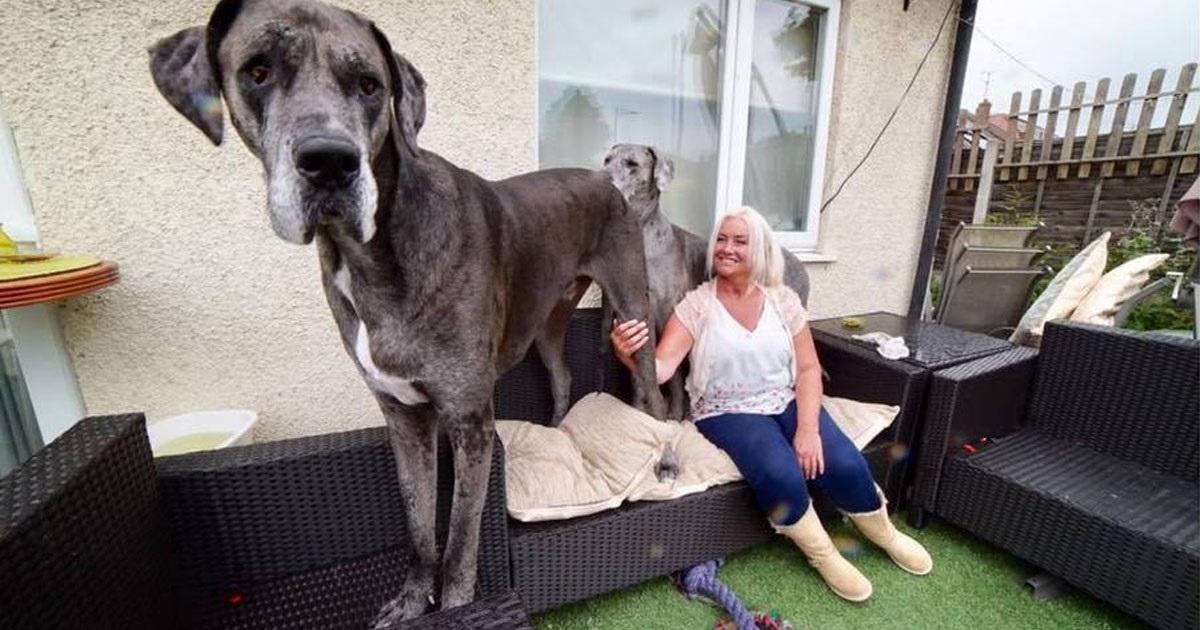 Αυτός είναι ο Φρέντυ: έχει πάνω από 2 μέτρα ύψος και είναι ο μεγαλύτερος σκύλος του κόσμου