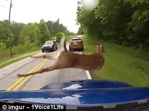Amazingly, the deer sprung over the bonnet and missed being hit by the skin of its teeth
