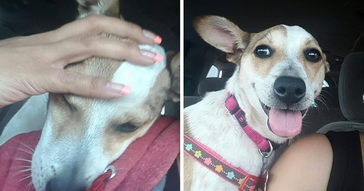 Σκυλίτσα που βρέθηκε να κλαίει στην άκρη ενός δρόμου φιλάει αμέσως την γυναίκα που την διέσωσε