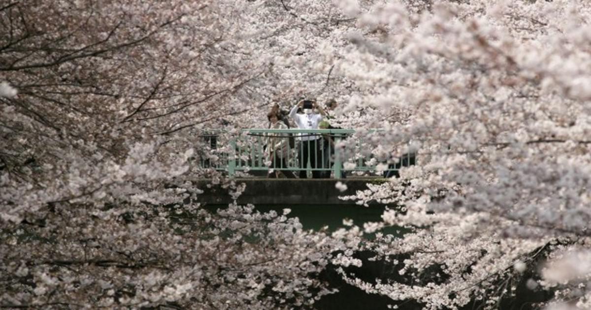 Άνθισαν ξανά οι κερασιές στο Τόκιο και το τοπίο είναι τουλάχιστον μαγευτικό