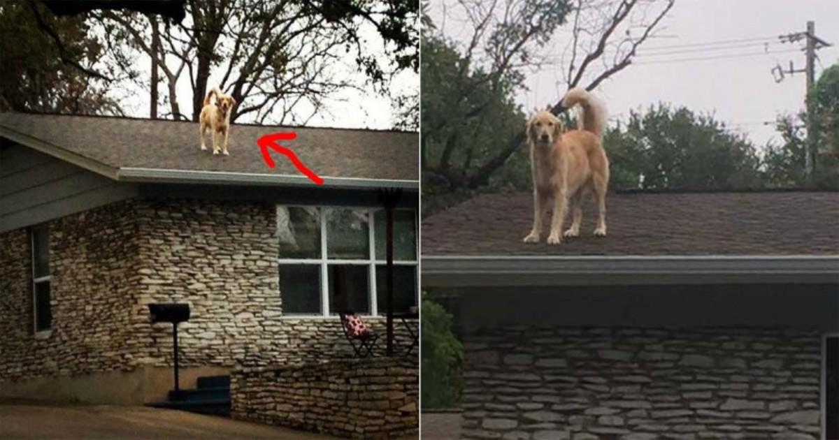 Ο σκύλος τους ανέβαινε συνέχεια στη στέγη και τρόμαζε τους περαστικούς. Τότε οι ιδιοκτήτες του σκέφτηκαν κάτι εκπληκτικό