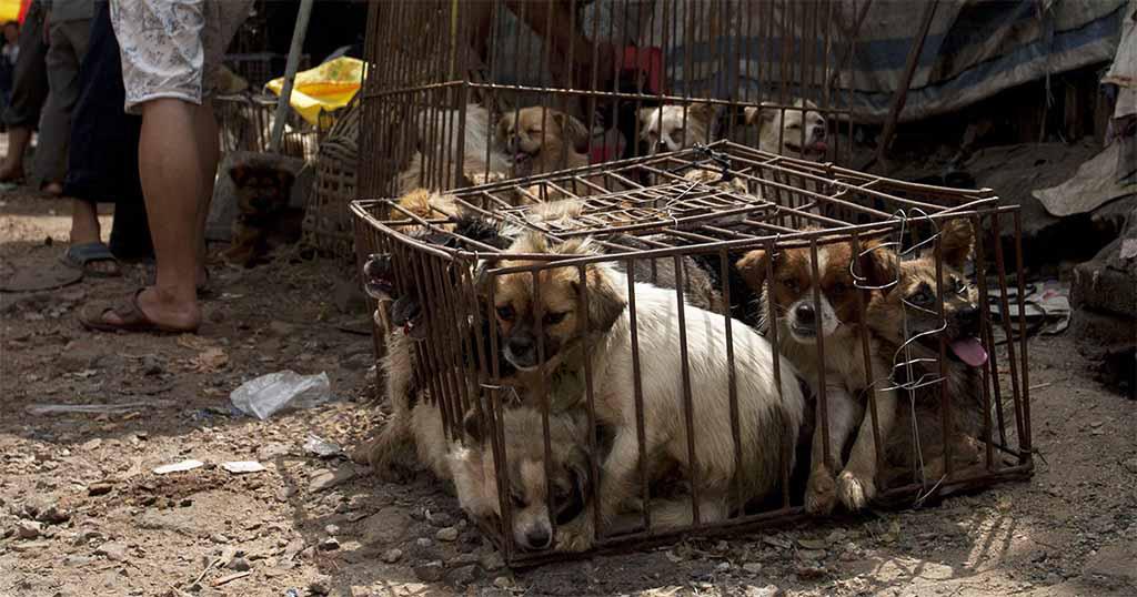 Το κρέας σκύλου επιτέλους απαγορεύτηκε στο γνωστό φεστιβάλ Γιουλίν της Κίνας