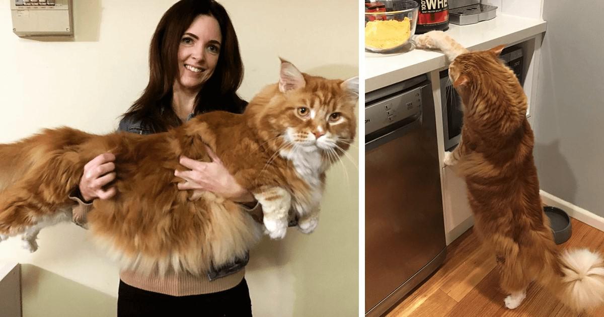 Ζευγάρι αγόρασε ένα γατάκι και αυτό κατέληξε σήμερα να γίνει ο μακρύτερος γάτος του κόσμου