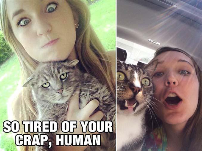 Αυτές οι γάτες σιχαίνονται τις selfies (8)