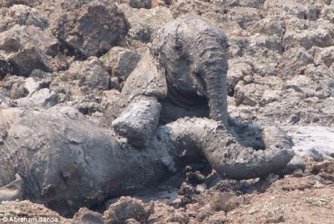 Το μικρό ελεφαντάκι βυθιζόταν στη λάσπη μαζί με την μαμά του και δεν είχαν καμία ελπίδα. Τότε, συνέβη ένα αληθινό θαύμα…