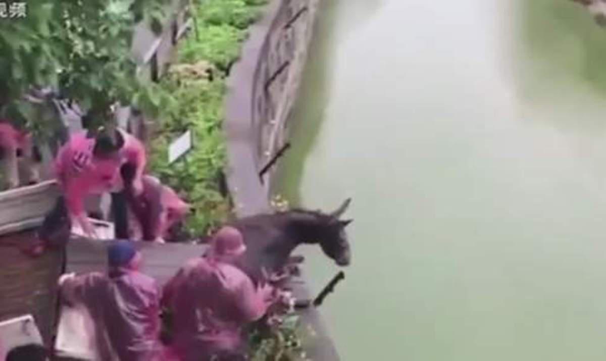 Σκληρές εικόνες: Πετούν σε πεινασμένες τίγρεις ζωντανό γαϊδουράκι. Μια βάρβαρη πρακτική σε κινεζικό ζωολογικό κήπο
