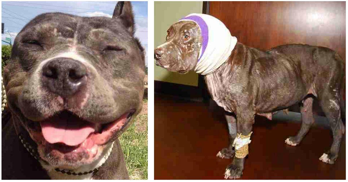 Σκυλίτσα που έχασε τα αυτιά της σε σκυλομαχίες βρήκε επιτέλους μια οικογένεια να την αγαπήσει