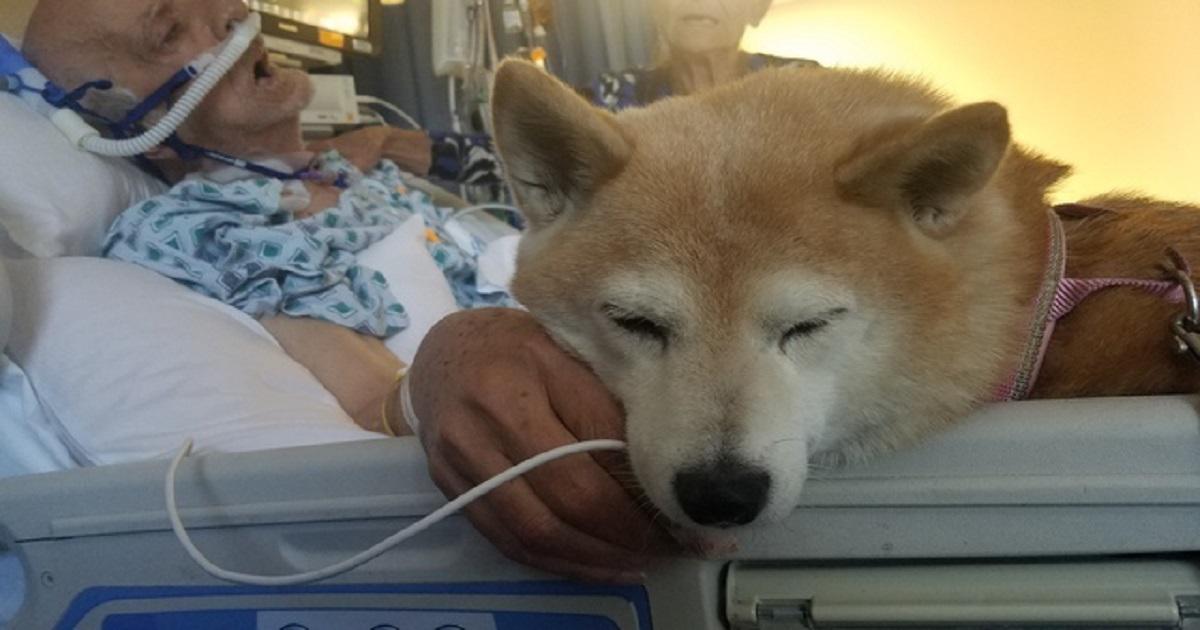 Σκύλος καταλαβαίνει ότι ο ιδιοκτήτης του θα πεθάνει και «κλαίει» για να το αφήσουν να τον επισκεφτεί στο νοσοκομείο