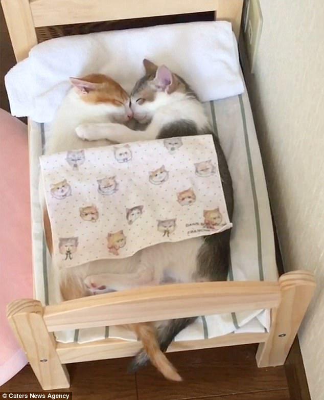 The pair of adorable kittens even have their own custom-made bed