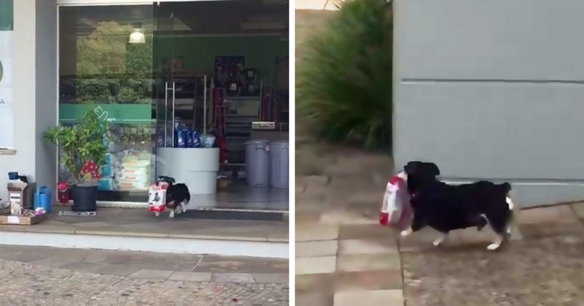 Αυτός ο πανέξυπνος σκύλος πηγαίνει μόνος του για ψώνια και αγοράζει ο ίδιος το φαγητό του
