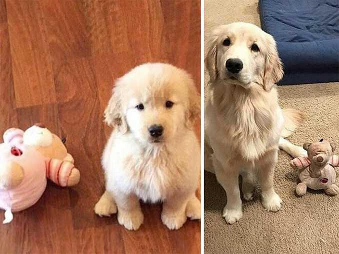 Αξιολάτρευτες φωτογραφίες σκύλων πριν και μετά την ανάπτυξή τους (15)