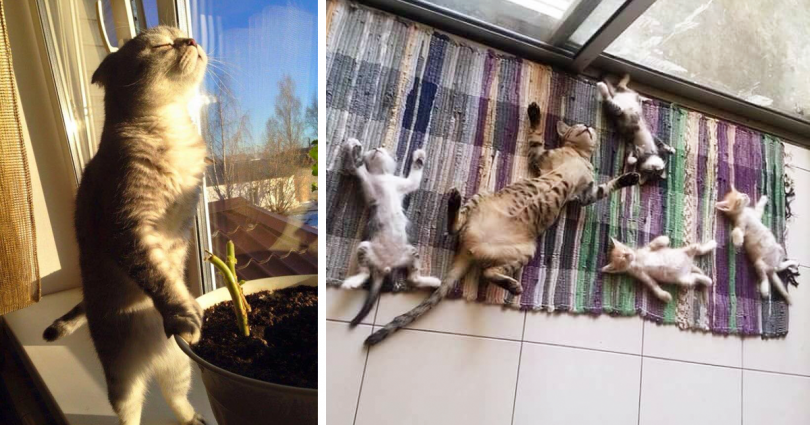 20 ξέγνοιαστες γάτες που απολαμβάνουν τον ήλιο σαν να μην υπάρχει αύριο