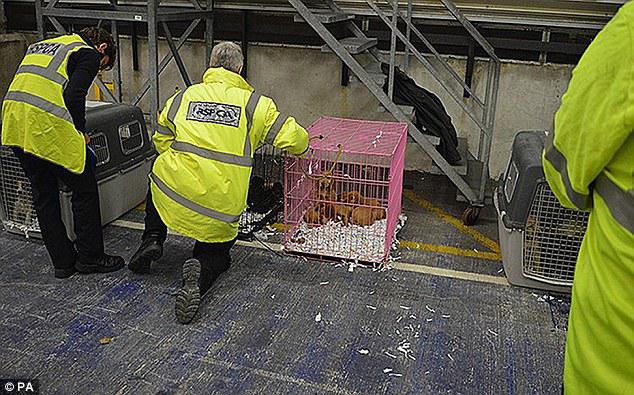 Mr Briggs added: 'We believe thousands of unsuspecting buyers purchase puppies who have been imported in shocking conditions'
