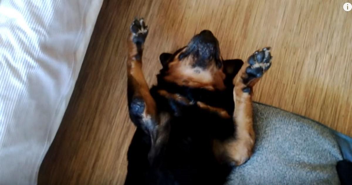 Σκύλος κάνει τον πεθαμένο για να γλιτώσει τα φάρμακά του