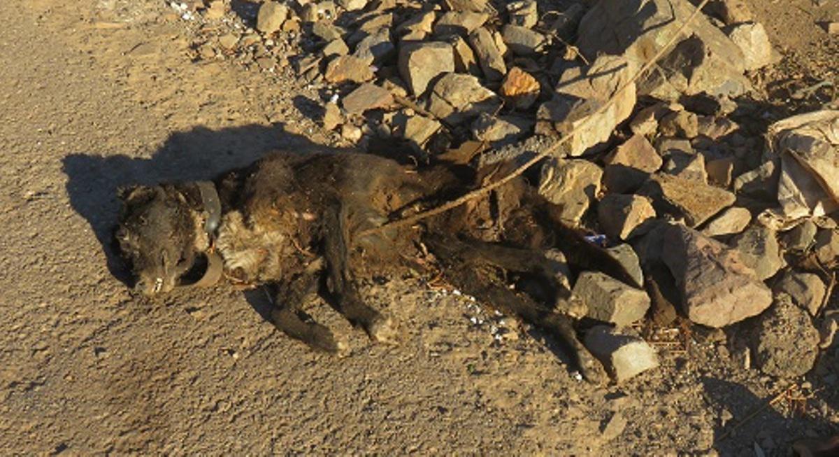Σοκαριστικός θάνατος σκύλου απο ασιτία και καύσωνα στην Κίσσαμο