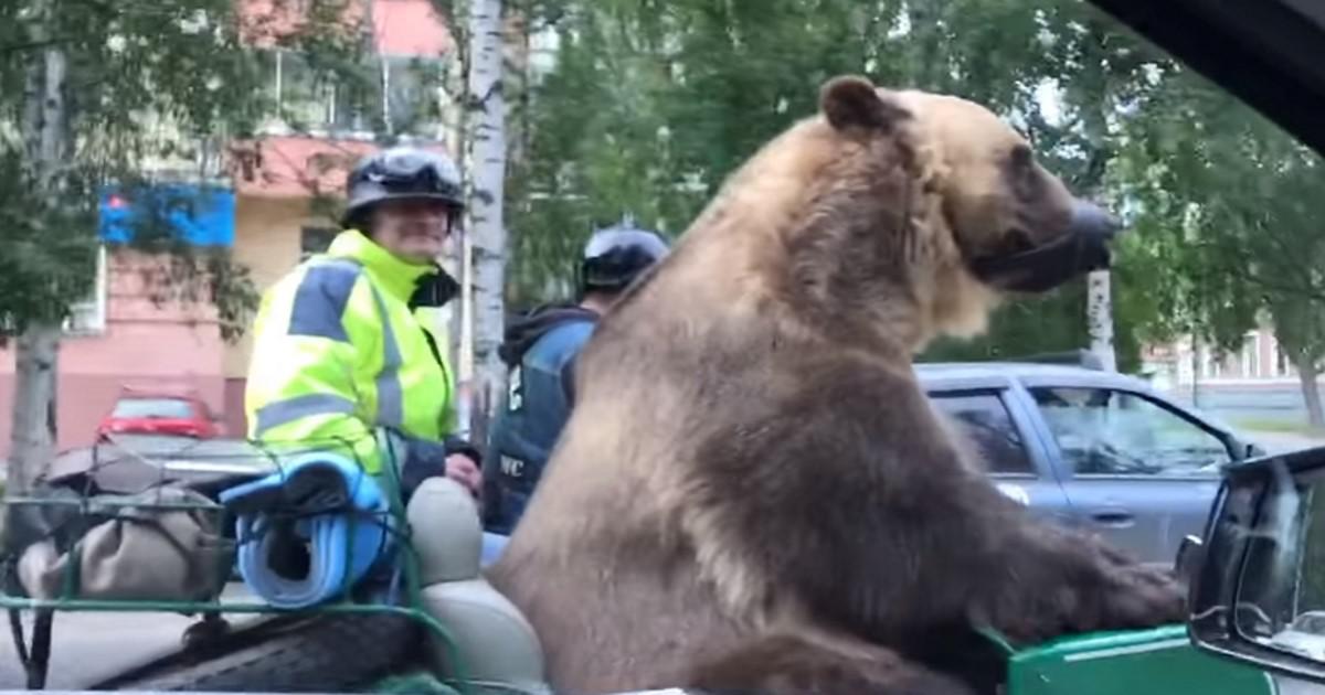 Αρκούδος καβάλησε τη μηχανή και κόβει βόλτες σε δρόμους της Ρωσίας