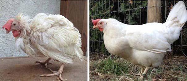 Απίστευτες φωτογραφίες ζώων πριν και μετά την υιοθεσία (9)