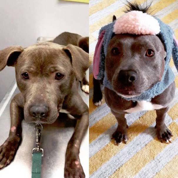 Απίστευτες φωτογραφίες ζώων πριν και μετά την υιοθεσία (12)
