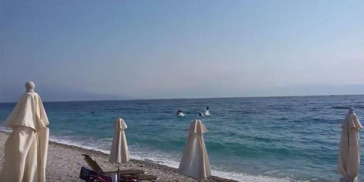 Δελφίνια βγήκαν για παιχνίδι στα ρηχά, στην παραλία της Ακράτας και το θέαμα ήταν εντυπωσιακό