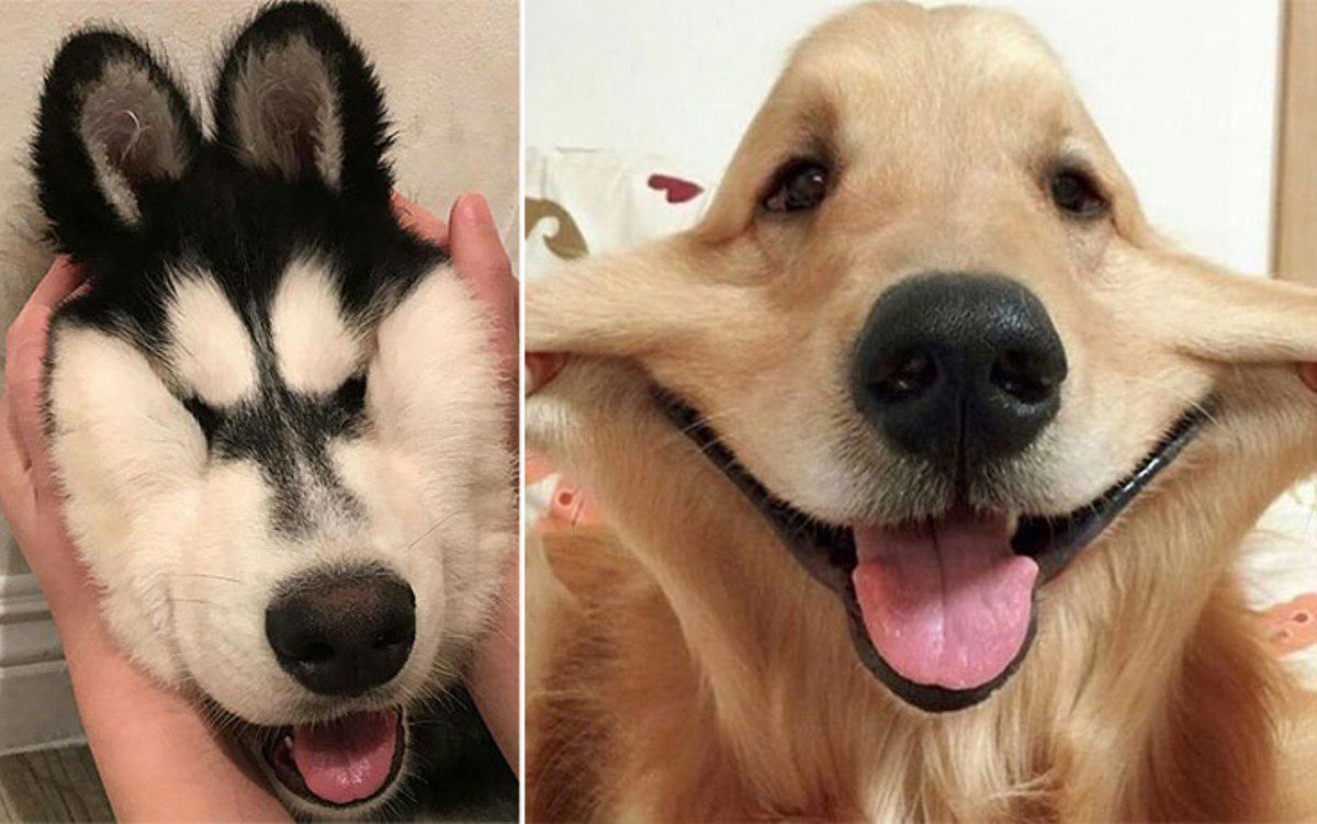 25+1 αξιολάτρευτοι σκύλοι με μάγουλα που είναι αδύνατον να μην ζουλήξεις