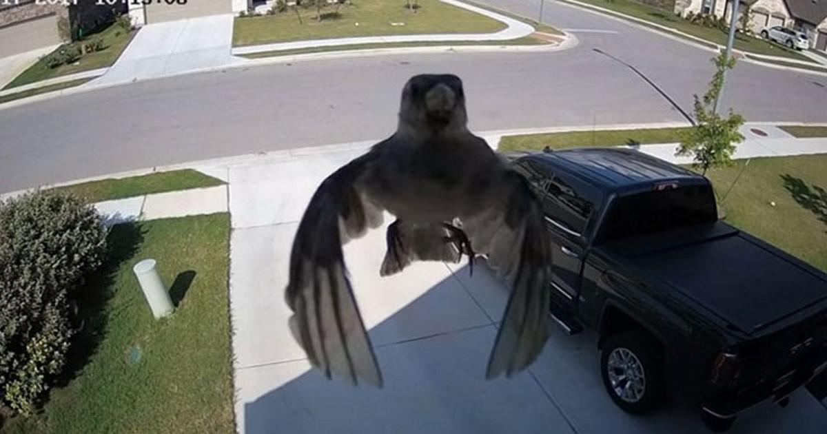 Δείτε τι συμβαίνει όταν τα φτερά πουλιού συγχρονίζονται με τον ρυθμό καρέ κάμερας ασφαλείας