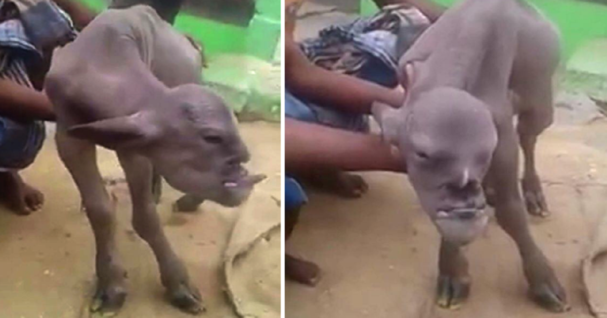 Κατσίκα γέννησε παράξενο ζώο με ανθρώπινο κεφάλι και έχει σοκάρει ανθρώπους από όλο τον πλανήτη