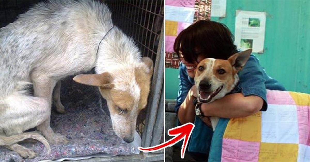 Έθαψαν αδέσποτο σκυλί ζωντανό επειδή γάβγιζε και ζητούσε φαγητό και όταν διασώθηκε συγχώρησε τους «ανθρώπους» που το έθαψαν