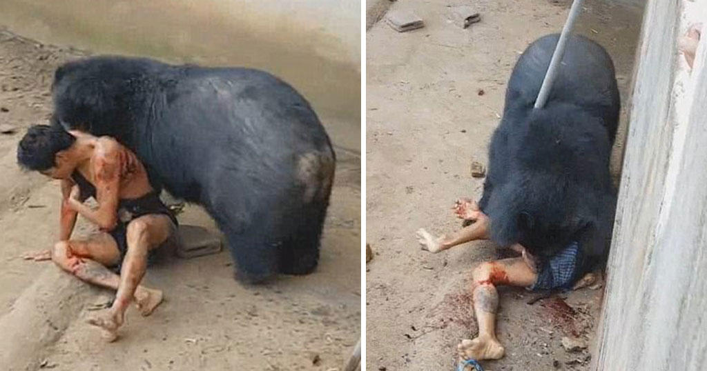 Αρκούδα κακοποίησε τουρίστα που κούναγε φαγητό μπροστά της επιδεικτικά