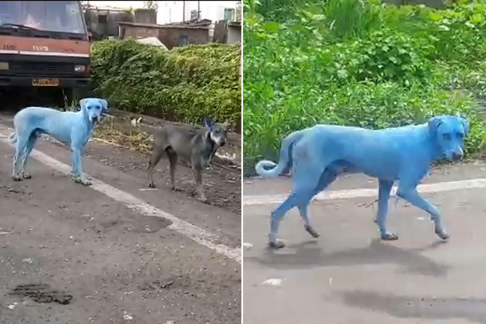 Στην Ινδία οι σκύλοι γίνονται μπλε και αυτό οφείλεται σε ένα θλιβερό γεγονός