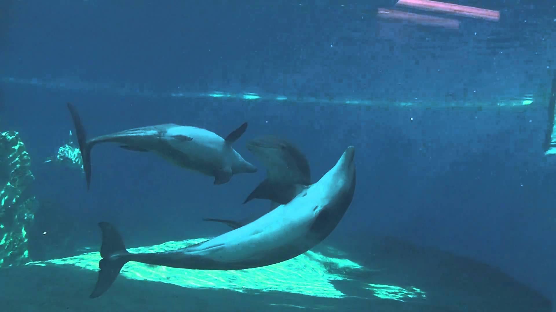 «Γκέι δελφίνια» εθεάθησαν στις ακτές της Αυστραλίας