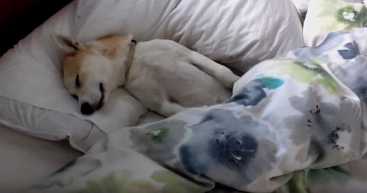 Κουτάβι κάνει το κοιμισμένο για να μην το πάνε στον κτηνίατρο