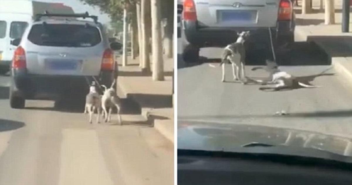 Κινέζος ιδιοκτήτης κατοικιδίων σέρνει τα δύο σκυλιά του πίσω από το αμάξι δεμένα από το λαιμό ώστε να τα «εκπαιδεύσει»