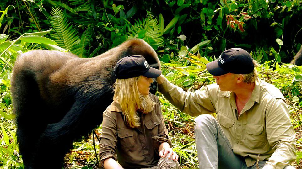 Mr and Mrs Aspinall (pictured with Ima) travelled by boat up the crocodile-infested Mpassa River to the lush green forest, then located the gorillas with the aid of a drone