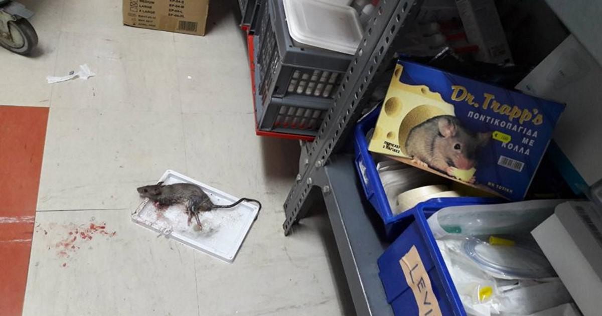 Φωτογραφίες και βίντεο δείχνουν ποντικούς να κόβουν βόλτες στο νοσοκομείο Κιλκίς